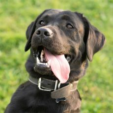 quote-dog